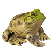 Little Molly's Bullfrog