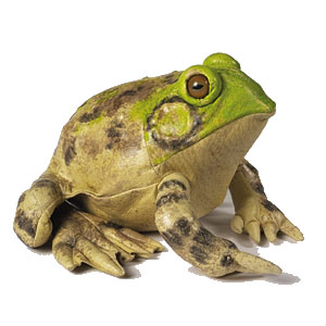 Little Molly's Bullfrog